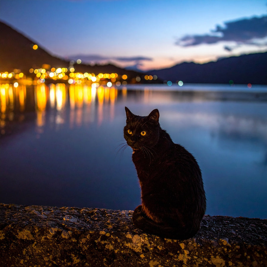 Warum Katzen nachts aktiv sind – Ursachen, Biologie & alltagstaugliche Lösungen - Tier Glück