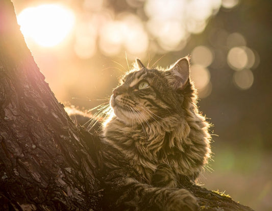 Warum kratzt meine Katze an der Tür? Ursachen & Tipps - Tier Glück