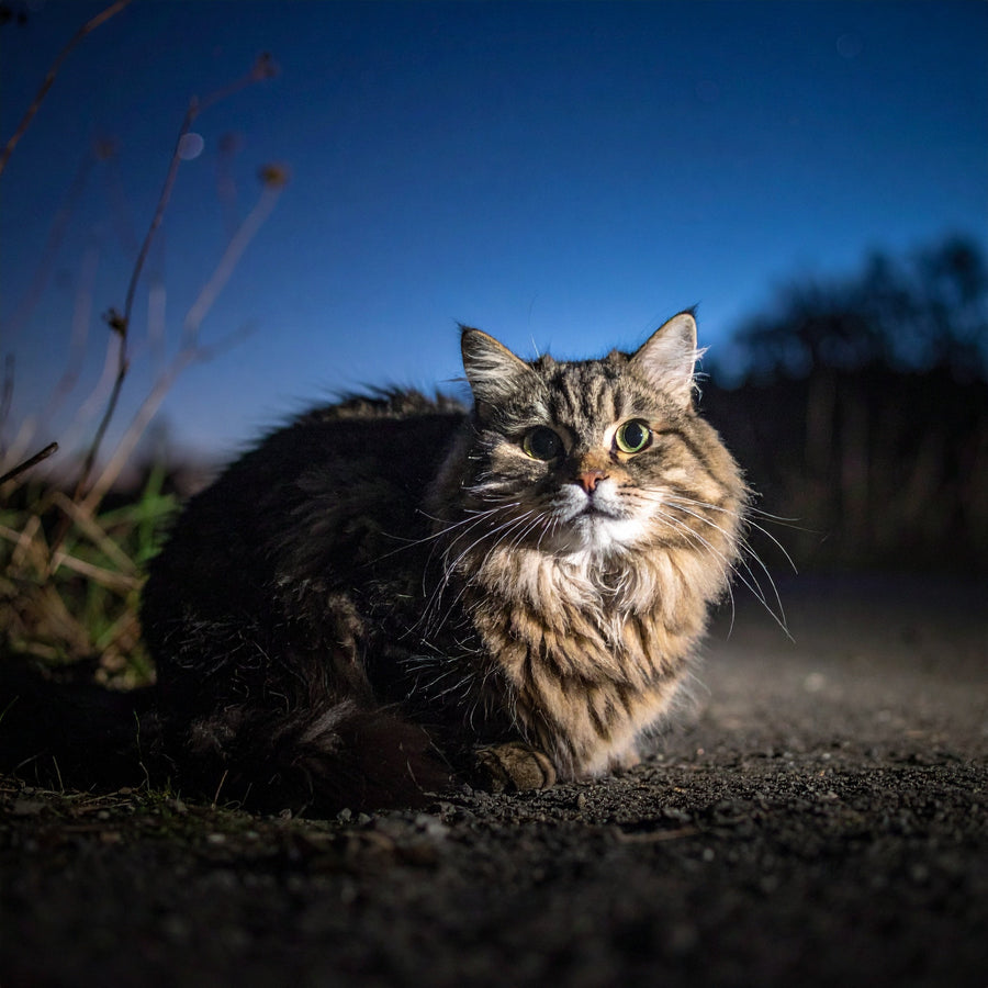 Warum miaut meine Katze nachts? – Ursachen & Lösungen - Tier Glück