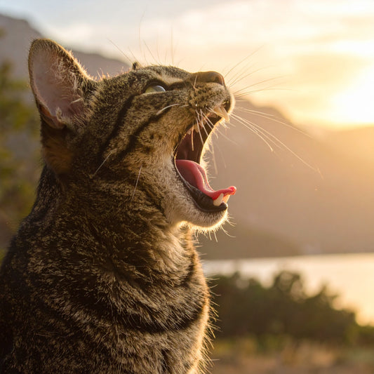 Warum miaut meine Katze plötzlich mehr als sonst? – Ursachen & Einordnung - Tier Glück