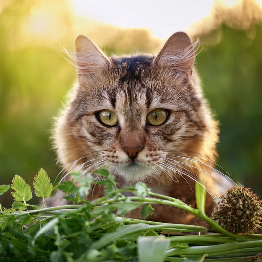 Warum regelmäßige Entwurmung für Katzen & Hunde wichtig ist - Tier Glück