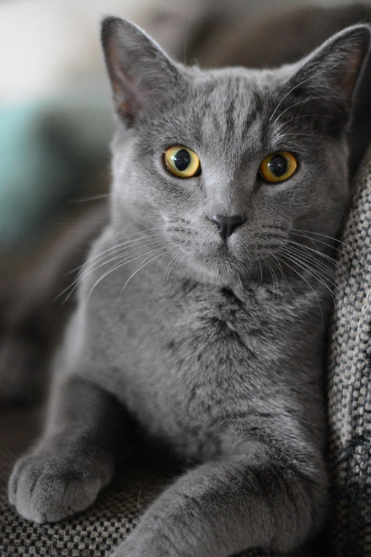 Warum starrt mich meine Katze an? Bedeutung & Ursachen - Tier Glück