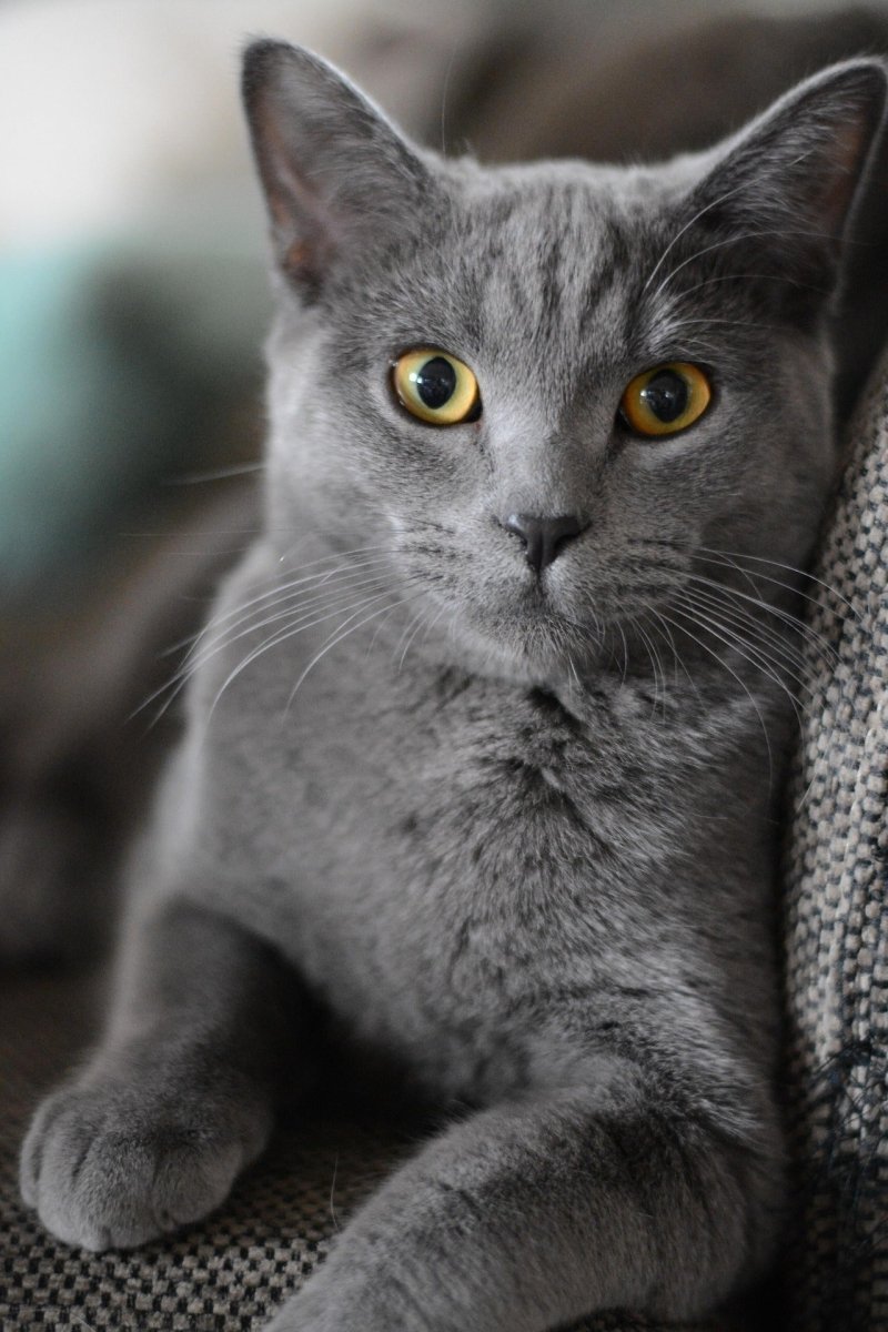 Warum starrt mich meine Katze an? Bedeutung & Ursachen - Tier Glück