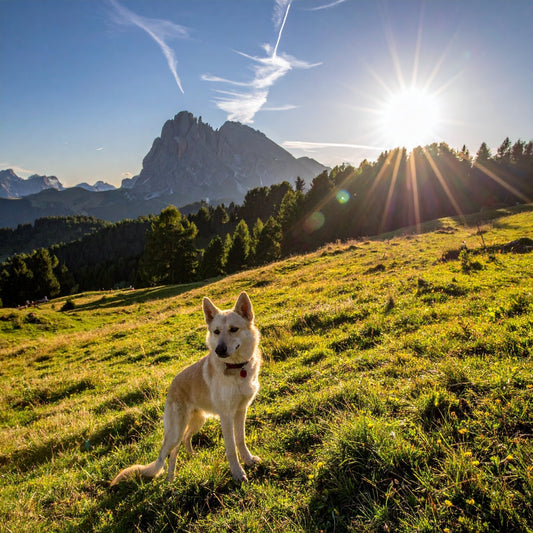 Warum verliert mein Hund so viel Fell? Ursachen, Fellwechsel & Ernährung - Tier Glück