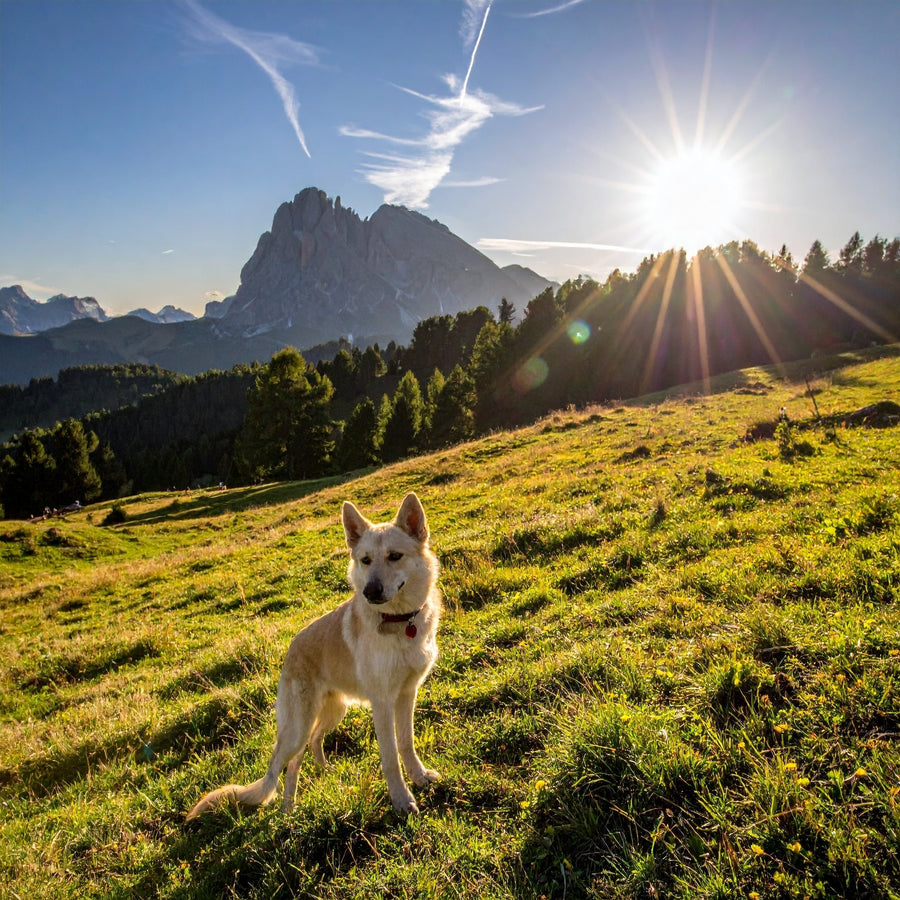 Warum verliert mein Hund so viel Fell? Ursachen, Fellwechsel & Ernährung - Tier Glück