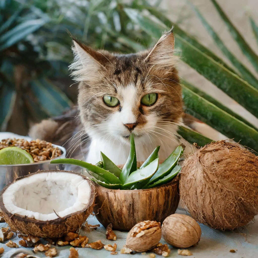 Weltkatzentag Aktion – 15 % Rabatt auf natürliche Nahrungsergänzung für Katzen 🐾 - Tier Glück
