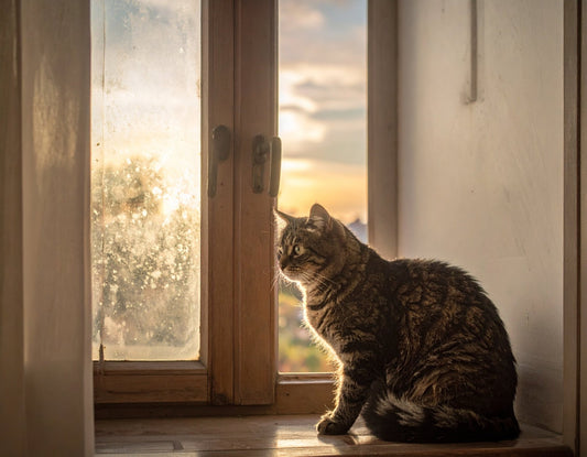 Wie lange kann eine Katze allein bleiben? Das sollten Katzenhalter wissen - Tier Glück