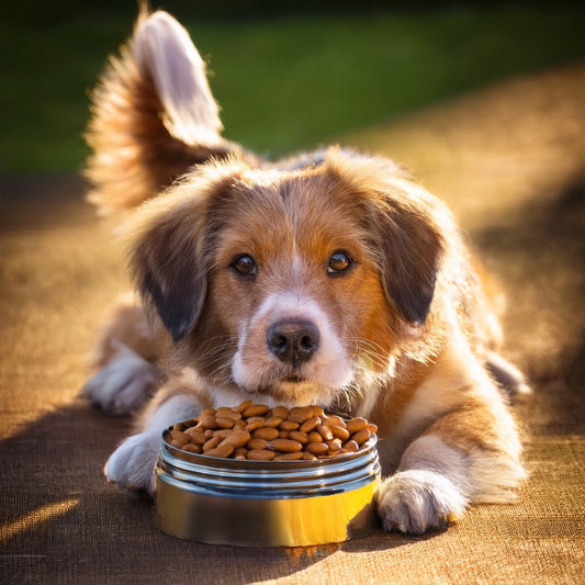 🐶 Wie viel Hundefutter braucht mein Hund pro Tag? – Der ultimative Leitfaden - Tier Glück