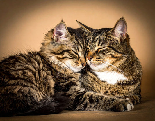 Wie zeigt eine Katze, dass sie ihren Menschen liebt? 10 eindeutige Zeichen - Tier Glück