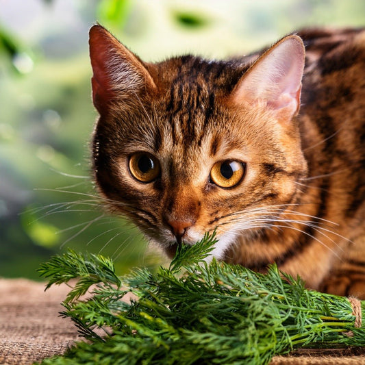 Wurmbefall bei Katzen: Was du wissen solltest – und wie du sanft vorbeugst - Tier Glück