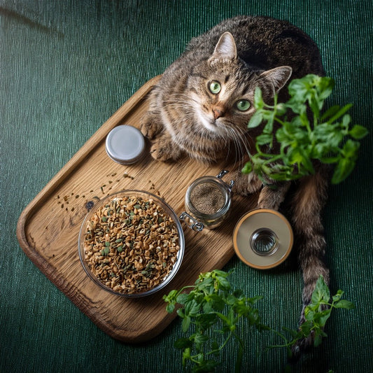 🐾 Wurmerli Drops Senior – sanfte Leckerlis für ältere Katzen 🌱 - Tier Glück