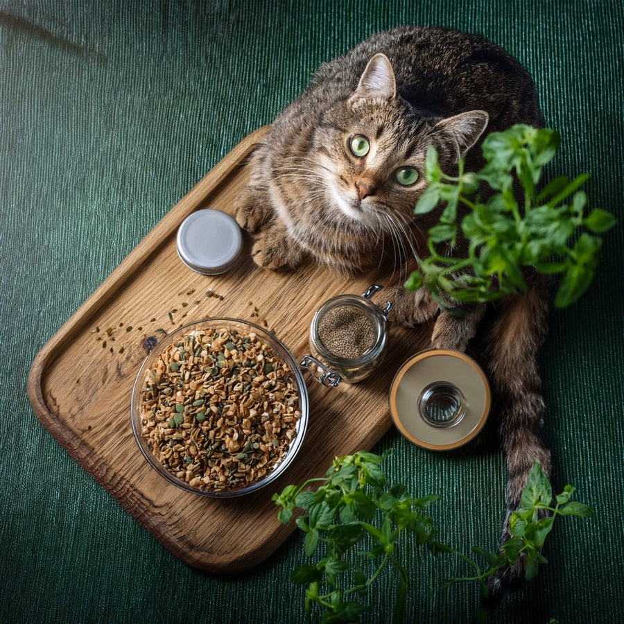 🐾 Wurmerli Drops Senior – sanfte Leckerlis für ältere Katzen 🌱 - Tier Glück