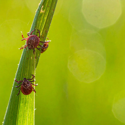 Zecken beim Hund richtig entfernen – Schritt-für-Schritt erklärt - Tier Glück