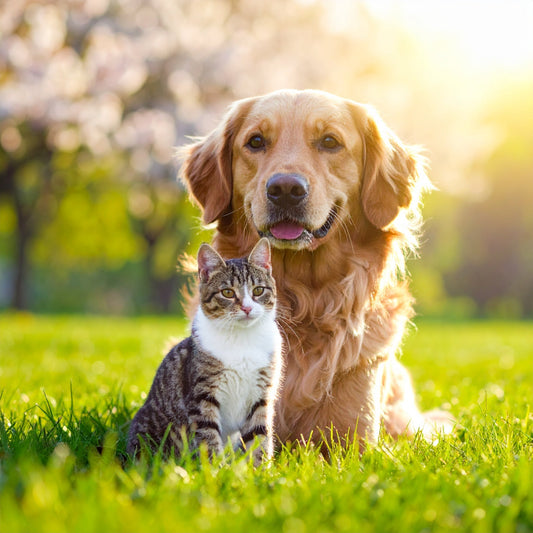 Zeckenschutz für Hund & Katze – ab wann sinnvoll und worauf Halter jetzt achten sollten - Tier Glück