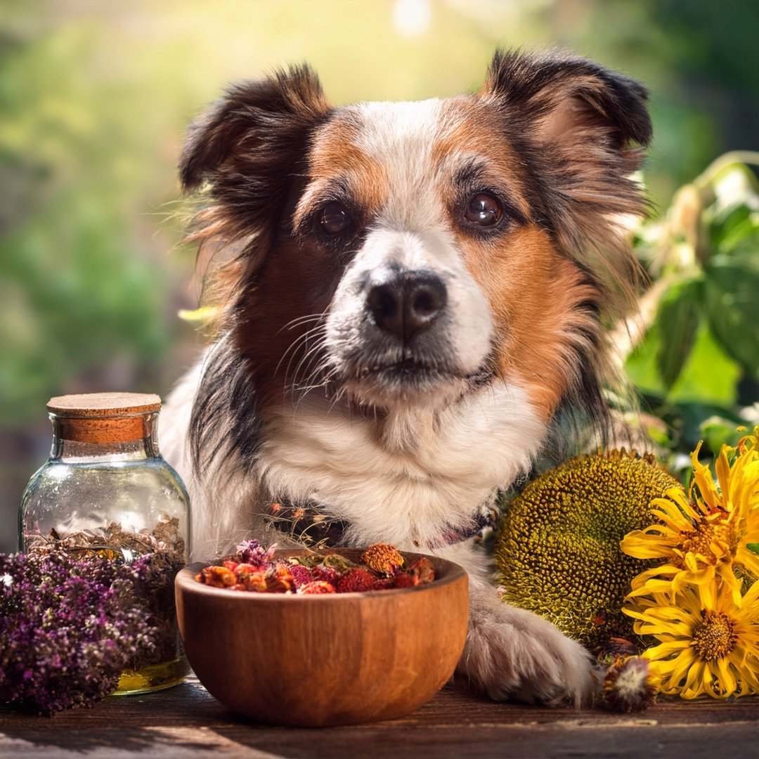 Angsthasen Drops Hund – Natürliche Bachblüten - Leckerlis bei Angst, Stress & Nervosität - Tier Glück