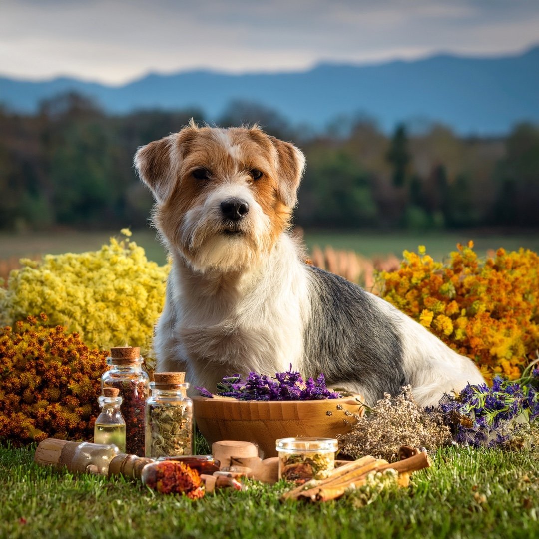 Friedenspfote Drops Hund – Natürliche Bachblüten - Leckerlis für Ruhe & Entspannung - Tier Glück