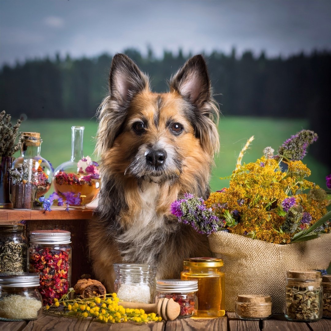 Friedenspfote Drops Hund – Natürliche Bachblüten - Leckerlis für Ruhe & Entspannung - Tier Glück