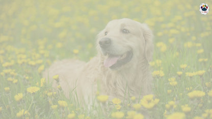 Zeckerli® Drops for dogs – Natural support with coconut pulp, teasel root and zedoary root for general well-being
