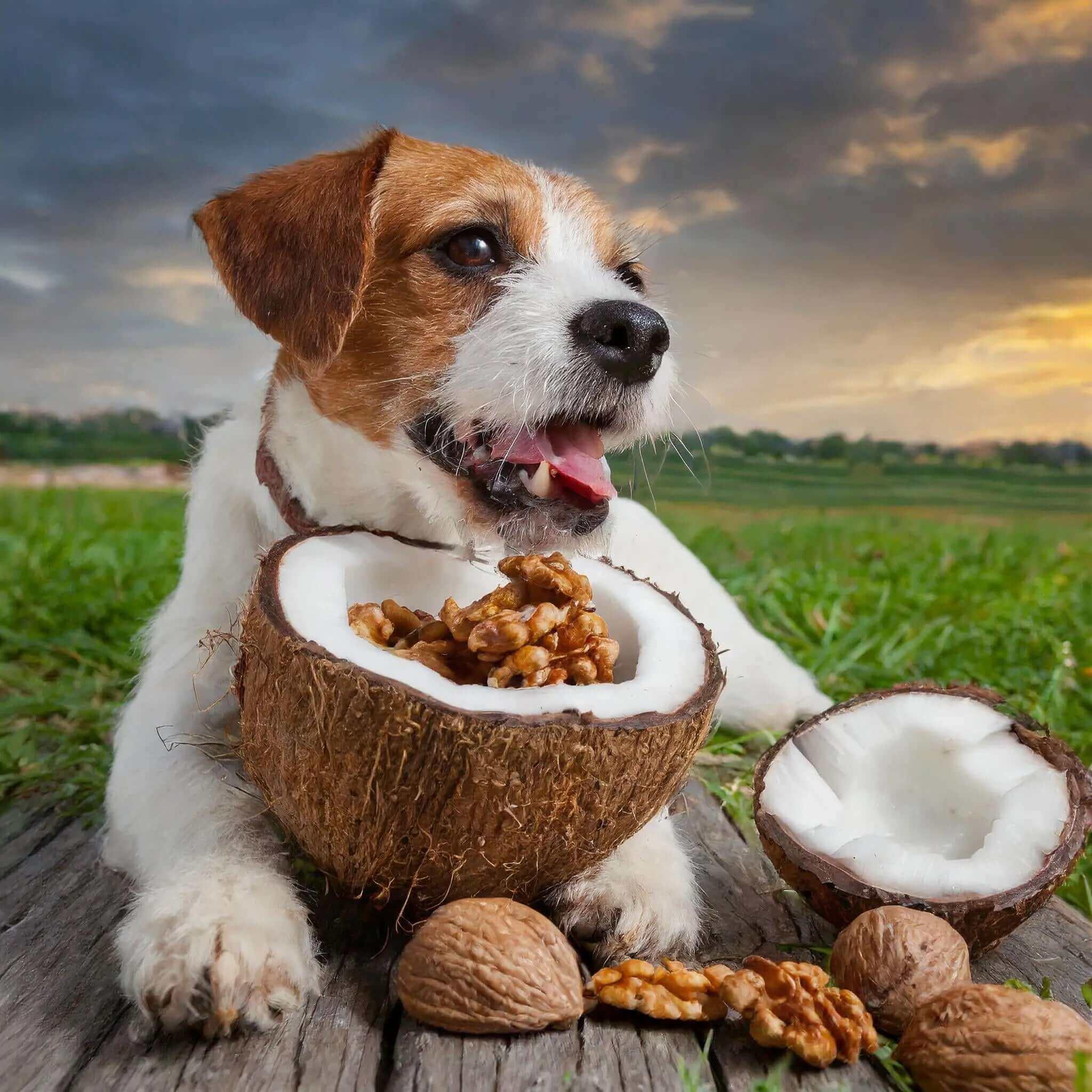 Wurmerli® Drops für Hunde – Natürliche Unterstützung mit grüner Walnuss, Wermut & Angelikawurzel für das Wohlbefinden mit Kräutern - Tier Glück